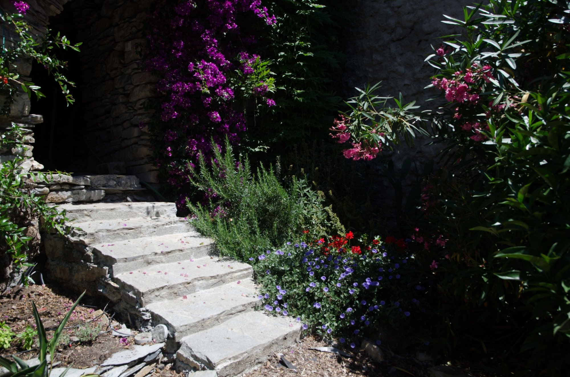 Steintreppe mit Bougainvillea